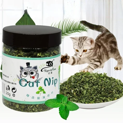 Erva-dos-gatos 100% natural orgânica de alta qualidade